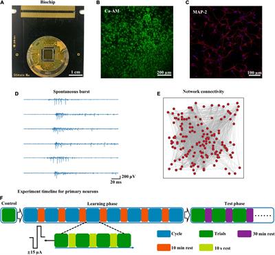 Learning populations with hubs govern the initiation and propagation of spontaneous bursts in neuronal networks after learning
